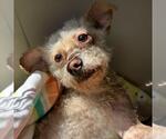 Small Poodle (Miniature) Mix