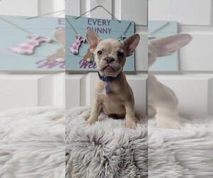 French Bulldog Puppy for sale in INDIANAPOLIS, IN, USA