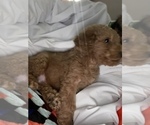 Small Photo #7 Goldendoodle-Poodle (Standard) Mix Puppy For Sale in DETROIT, MI, USA