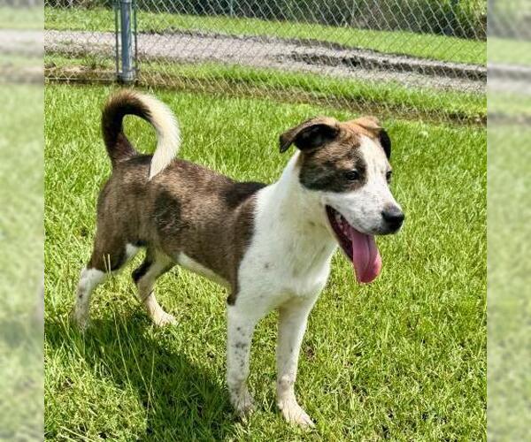 Medium Photo #2 Carolina Dog-Unknown Mix Puppy For Sale in Conroe, TX, USA