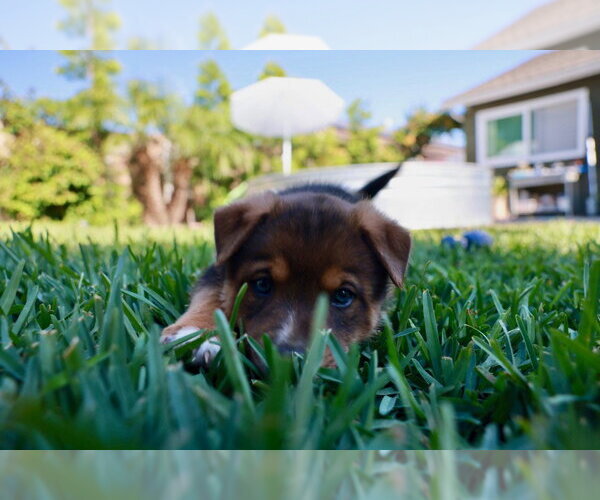 Medium Photo #4 Mutt Puppy For Sale in Lake Forest, CA, USA