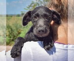 Small #4 Irish Wolfhound Mix