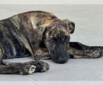 Small #2 Holland Shepherd-Plott Hound Mix