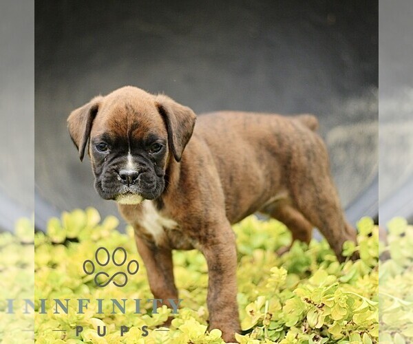 Medium Photo #4 Boxer Puppy For Sale in GORDONVILLE, PA, USA
