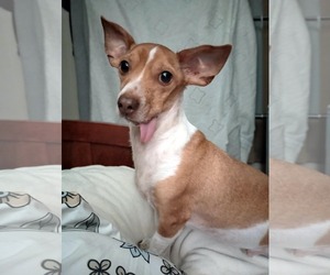 Chihuahua-Unknown Mix Dogs for adoption in Visalia, CA, USA