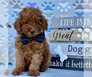 Poodle (Toy) Puppy for sale in LANCASTER, PA, USA
