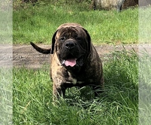 Father of the Mastiff puppies born on 05/25/2021