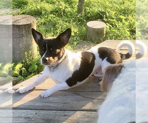 Jack-Rat Terrier Dogs for adoption in Batavia, OH, USA