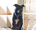 Small #5 Labrador Retriever Mix