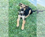 Small #2 Mutt