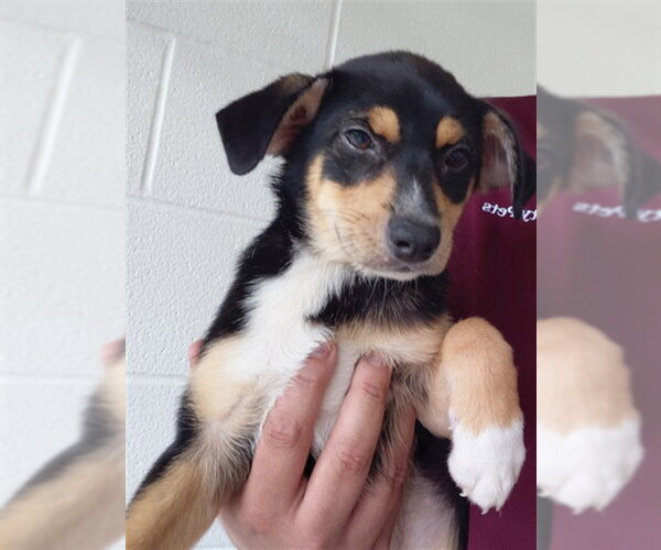 Medium Photo #1 Labrador Retriever-Unknown Mix Puppy For Sale in Houston, TX, USA