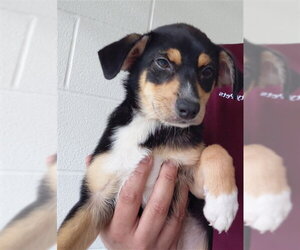 Labrador Retriever-Unknown Mix Dogs for adoption in Houston, TX, USA