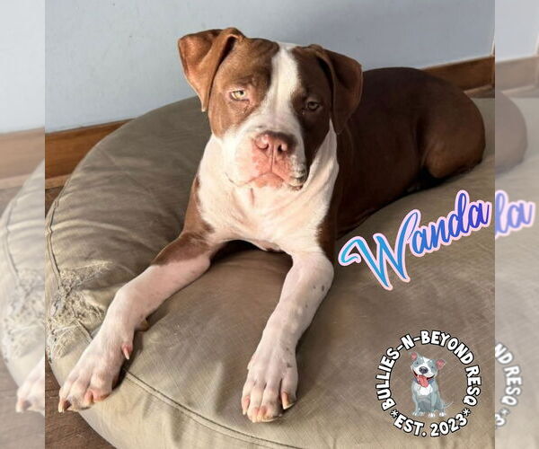 Medium Photo #6 Staffordshire Bull Terrier Puppy For Sale in Omaha, NE, USA