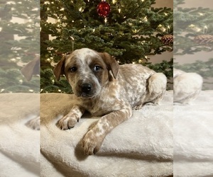 Australian Cattle Dog-Red Heeler Mix Puppy for sale in HILLSBORO, WI, USA