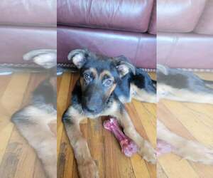 German Shepherd Dog-Unknown Mix Dogs for adoption in Sandy, UT, USA