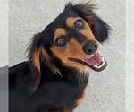 Small #7 Dachshund