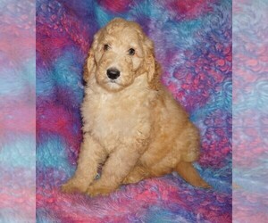 Labradoodle Puppy for sale in LA HABRA, CA, USA