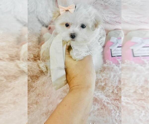Medium Photo #14 Maltese Puppy For Sale in DACULA, GA, USA
