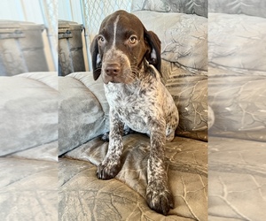 German Shorthaired Pointer Puppy for sale in WARSAW, NC, USA