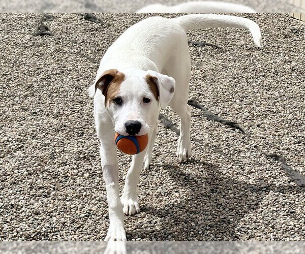 Medium Photo #2 Bulldog-Pointer Mix Puppy For Sale in Ames, IA, USA