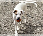 Small #1 Bulldog-Pointer Mix