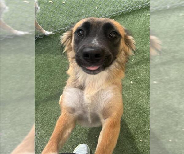 Medium Photo #1 German Shepherd Dog-Unknown Mix Puppy For Sale in Texas City, TX, USA