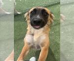Small German Shepherd Dog Mix