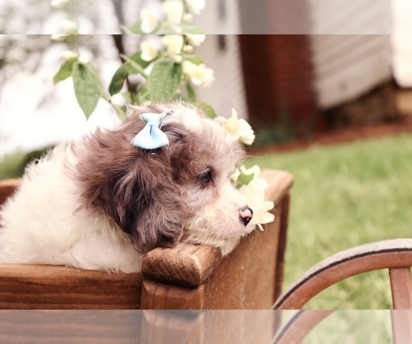 Medium Photo #3 Cavapoo Puppy For Sale in WEST SALEM, OH, USA