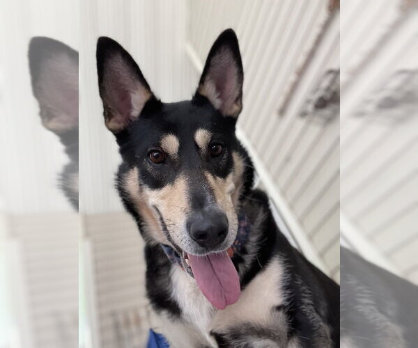 Medium Photo #5 German Shepherd Dog-Unknown Mix Puppy For Sale in Mooresville, NC, USA