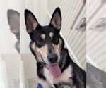 Small #4 German Shepherd Dog Mix