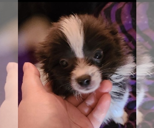 Medium Photo #1 Pomeranian Puppy For Sale in SPENCER, TN, USA
