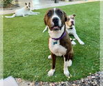 Small #6 American Staffordshire Terrier-Boxer Mix