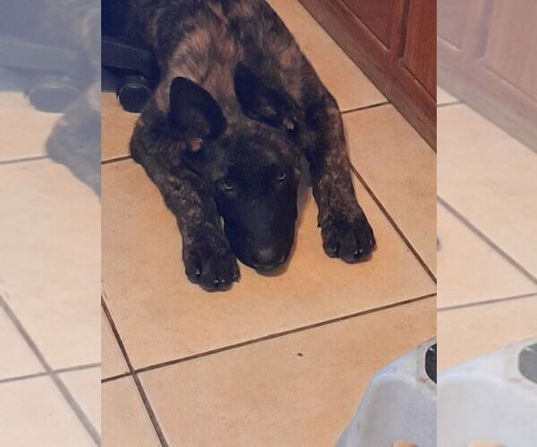 Medium Photo #2 German Shepherd Dog-Holland Shepherd Mix Puppy For Sale in Imlay City, MI, USA