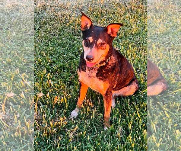 Medium Photo #13 Mutt Puppy For Sale in Sheboygan, WI, USA