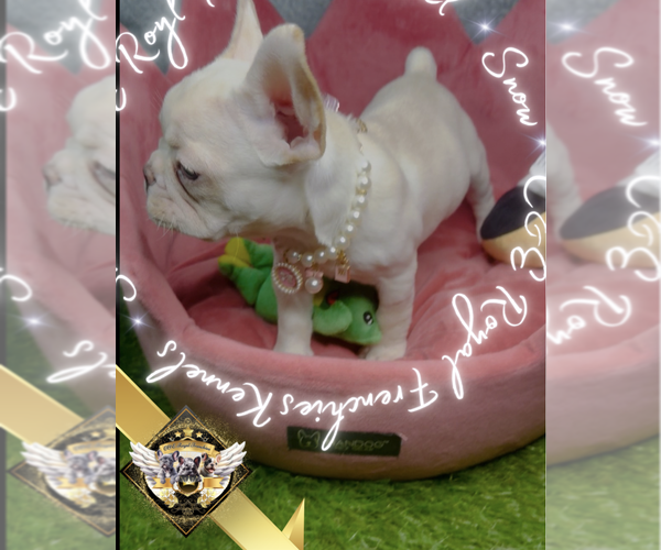 Medium Photo #9 French Bulldog Puppy For Sale in ATHENS, GA, USA
