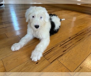 Old English Sheepdog Puppy for sale in KENNETT SQUARE, PA, USA