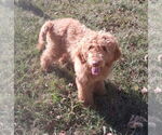 Small Golden Retriever