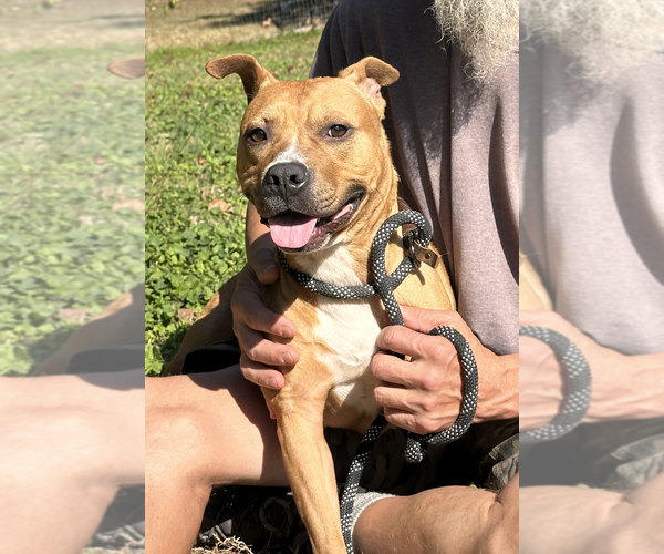 Medium Photo #5 American Pit Bull Terrier Puppy For Sale in Thomasville, NC, USA