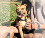 Small #4 American Pit Bull Terrier