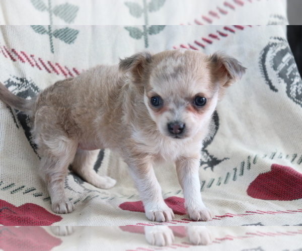 Medium Photo #2 Chihuahua Puppy For Sale in SHILOH, OH, USA
