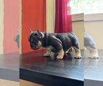 Small Photo #2 French Bulldog Puppy For Sale in GREENVILLE, SC, USA