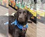 Small #2 Labrador Retriever Mix