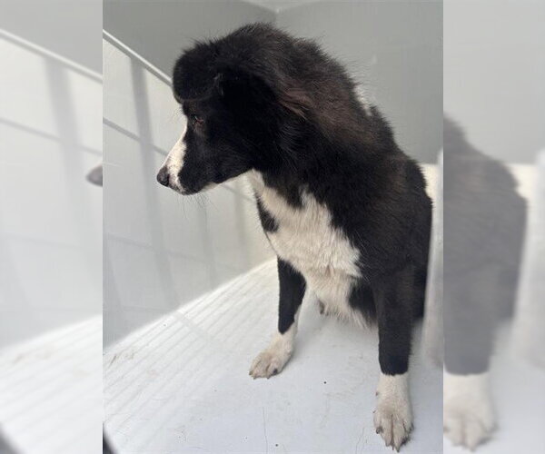 Medium Photo #1 Border Collie Puppy For Sale in Houston, TX, USA