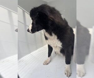 Border Collie Dogs for adoption in Houston, TX, USA
