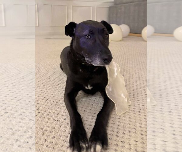 Medium Photo #3 Mutt Puppy For Sale in Shelburne, VT, USA