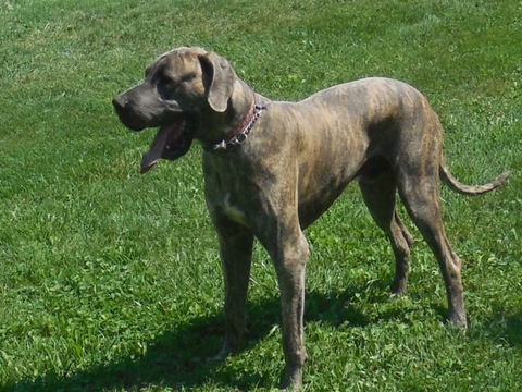 Medium Photo #1 Great Dane Puppy For Sale in ROCHESTER, IN, USA