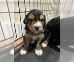 Small #7 Border Collie-Border Terrier Mix