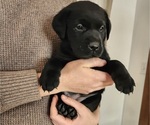 Puppy Lte pink collar Labrador Retriever