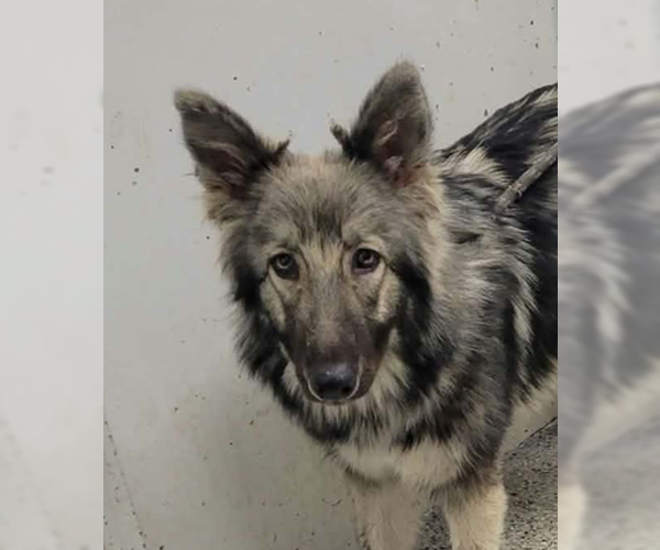 Medium Photo #3 German Shepherd Dog-Unknown Mix Puppy For Sale in Kansas City, MO, USA