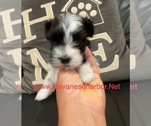Havanese Puppy for sale in MBORO, TN, USA